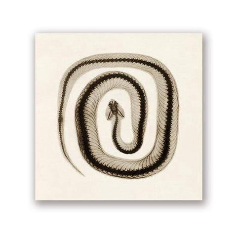 Canvas Snake Art Print